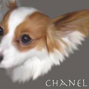 Papillon Chanel