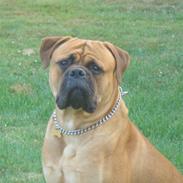 Bullmastiff Kenzo