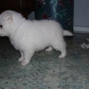 Blanding af racer Bamse