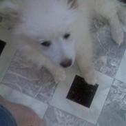 Blanding af racer Bamse