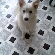 Blanding af racer Bamse