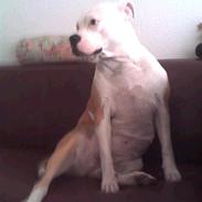 Amerikansk bulldog Lilo