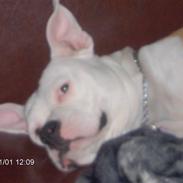 Amerikansk bulldog Lilo