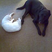 Labrador retriever Emma