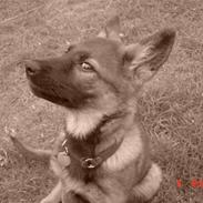 Schæferhund Bayogi's Quinta R.I.P