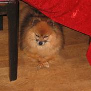 Pomeranian Bamse