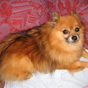 Pomeranian Bamse