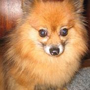 Pomeranian Bamse