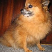 Pomeranian Bamse