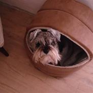 Dvaergschnauzer Figo ( ferdinand )