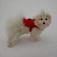 Coton de tulear Bella