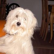 Coton de tulear Bella