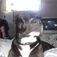 Amerikansk staffordshire terrier Tajsa