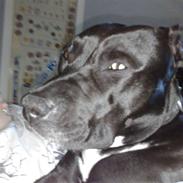 Amerikansk staffordshire terrier Tajsa