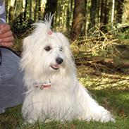 Coton de tulear Bella