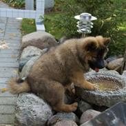 Eurasier Spike