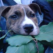 Amerikansk staffordshire terrier Sizzla (Bubbi Junior)