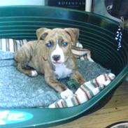 Amerikansk staffordshire terrier Sizzla (Bubbi Junior)