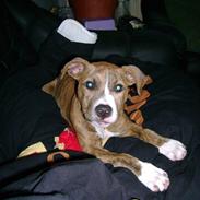 Amerikansk staffordshire terrier Sizzla (Bubbi Junior)