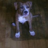 Amerikansk staffordshire terrier Sizzla (Bubbi Junior)