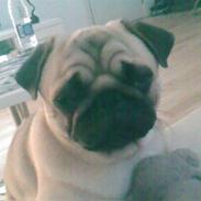 Mops kenzo
