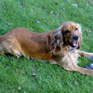 Cocker spaniel Tarzan