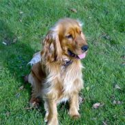 Cocker spaniel Tarzan