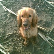 Cocker spaniel Tarzan