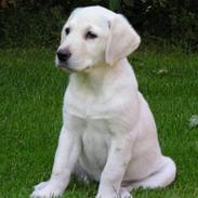 Golden retriever Mille