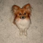 Papillon mek