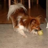 Papillon mek