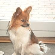 Papillon mek