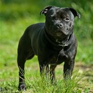 Staffordshire bull terrier zacco