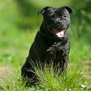 Staffordshire bull terrier zacco