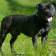 Staffordshire bull terrier zacco