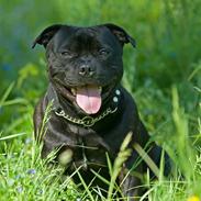 Staffordshire bull terrier zacco