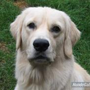 Golden retriever Basse