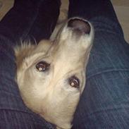 Golden retriever Basse