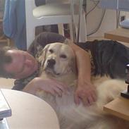 Golden retriever Basse