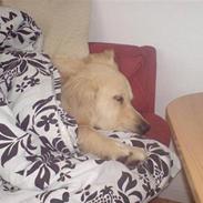 Golden retriever Basse