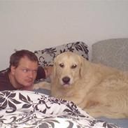 Golden retriever Basse