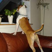 Amerikansk staffordshire terrier Malik