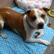 Amerikansk staffordshire terrier Malik