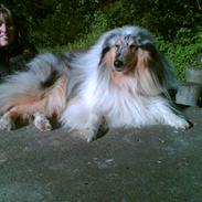 Collie langhåret Old Golden Gates "Tarzan" RIP ;(