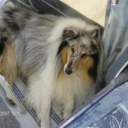 Collie langhåret Old Golden Gates "Tarzan" RIP ;(