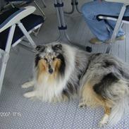Collie langhåret Old Golden Gates "Tarzan" RIP ;(