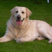 Golden retriever Malco