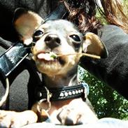 Prazsky krysarik Misja