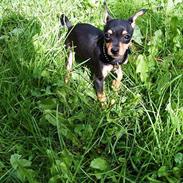 Prazsky krysarik Misja