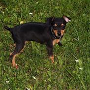 Prazsky krysarik Misja